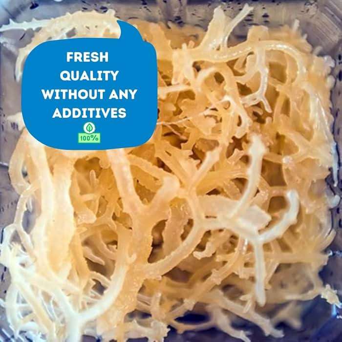Sea Moss | Irish Sea Moss | Wildcrafted - 100% Natural, Makes 120+ oz of Seamoss Gel | Dr. Sebi - 8oz for Health & Wellness - Image 5