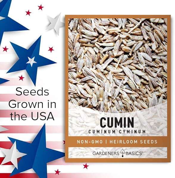 Gardeners Basics, Cumin Seeds for Planting is A Heirloom, Non-GMO Herb Variety- Cuminum Cyminum Herb Seeds Great for Indoor and Outdoor Gardening - Image 3