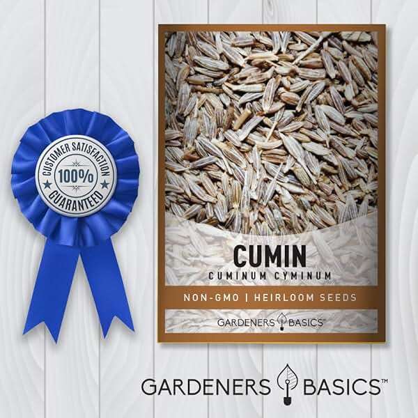 Gardeners Basics, Cumin Seeds for Planting is A Heirloom, Non-GMO Herb Variety- Cuminum Cyminum Herb Seeds Great for Indoor and Outdoor Gardening - Image 4