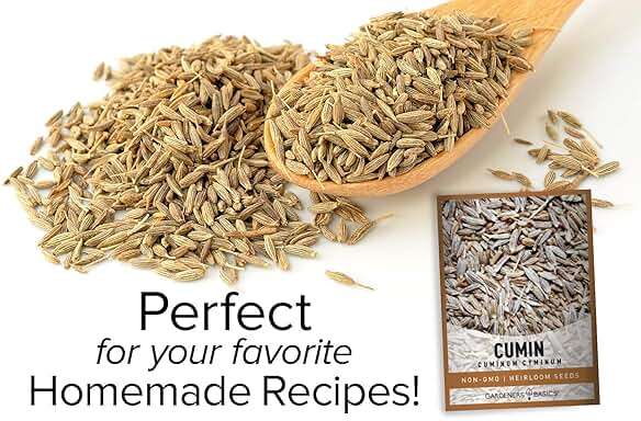Gardeners Basics, Cumin Seeds for Planting is A Heirloom, Non-GMO Herb Variety- Cuminum Cyminum Herb Seeds Great for Indoor and Outdoor Gardening - Image 5