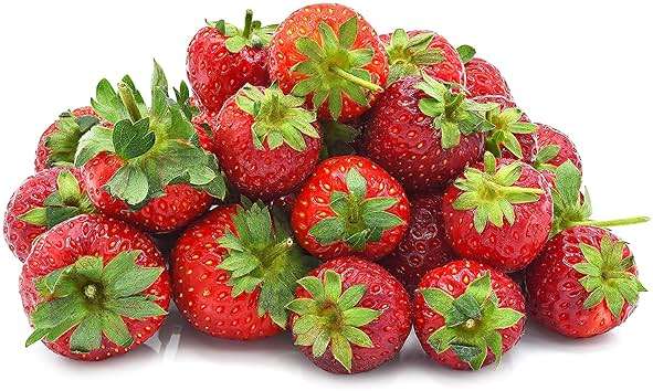 Seascape Everbearing Strawberry Bare Roots Plants, 25 per Pack, Hardy Plants Non GMO - Image 1