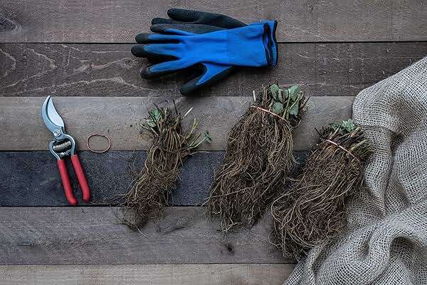 Seascape Everbearing Strawberry Bare Roots Plants, 25 per Pack, Hardy Plants Non GMO - Image 2