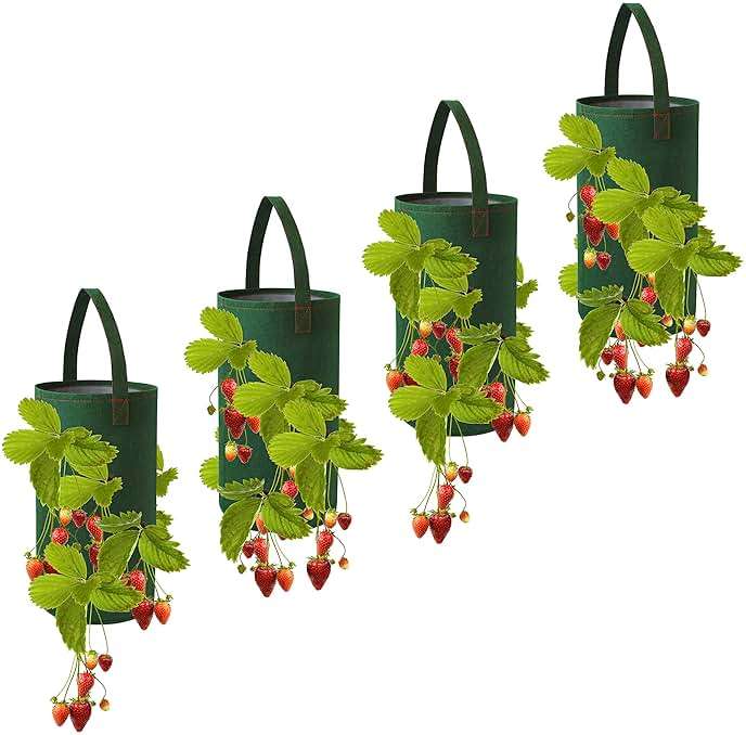 Seascape Everbearing Strawberry Bare Roots Plants, 25 per Pack, Hardy Plants Non GMO - Image 3