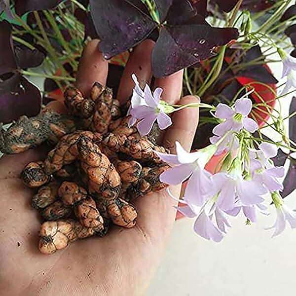 Oxalis Triangularis 10 Bulbs - Purple Shamrocks Lucky Lovely Flowers Bulbs Grows Indoor or Outdoor - Image 2