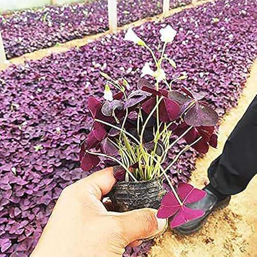 Oxalis Triangularis 10 Bulbs - Purple Shamrocks Lucky Lovely Flowers Bulbs Grows Indoor or Outdoor - Image 3