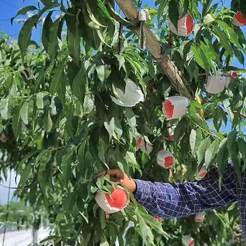 HouWanA Fruit Protection Paper Bags - 100pcs White Protection Covers 6.2x7.7inch, Orchard, Frost, Plants (16x20) - Image 7