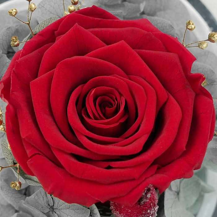 Sunia Gifts for Mom Birthday Gifts for Women, Preserved Real Roses in Glass Angel Figurine, Eternal Forever Flowers for Delivery Prime, Fresh Flower Presents for Mothers Grandma Wife Daughter Sister - Image 3
