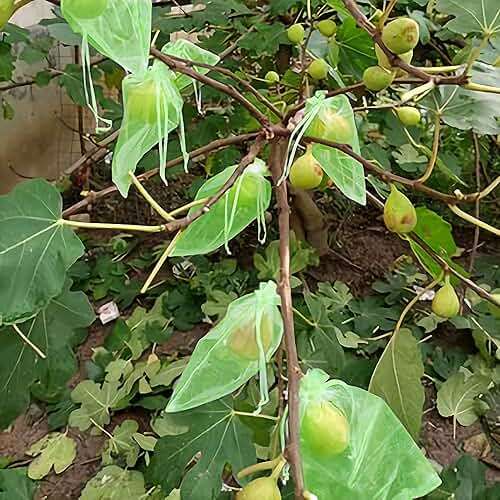6x8 Inch 100 Pieces Green Fruit Protection Bags- Fruit Netting Bags with Drawstring,Garden Fruit Cover Mesh Bag to Protect Plants from Pest Birds Squirrels - Image 7