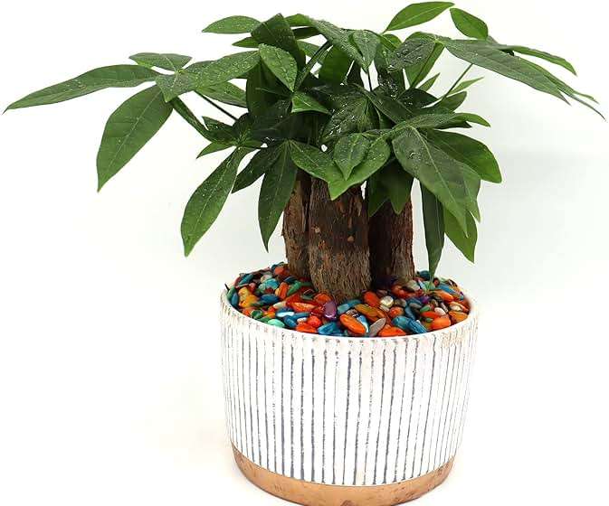 Small Mini Natural Crushed Mother of Pearl Shells for Weddings Vase Filler Home Décor, and Crafts 32 oz (2 lb), Colorful - Image 6