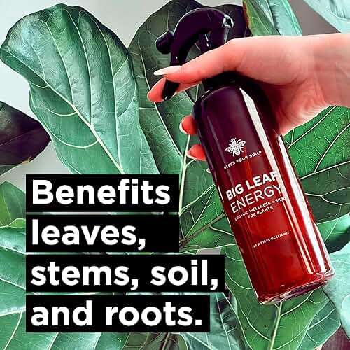 Neem Oil Spray for Plants – Big Leaf Energy + Essential Oils – Ready to Use Organic Plant Wash to Protect Outdoor & Indoor Plants, Made in USA (16 fl oz) - Image 2