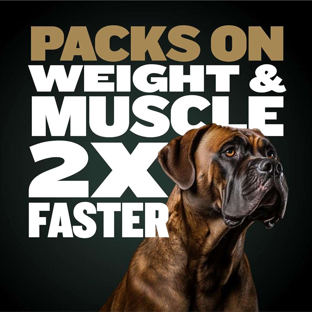 Bully Max Pro 2X High Calorie & High Protein Dry Dog Food for Puppy & Adult Dogs - Healthy Weight Gain & Muscle Building for Small & Large Breeds - Slow-Cooked, 600 Calories/Cup, Chicken Flavor, 16lb. - Image 6