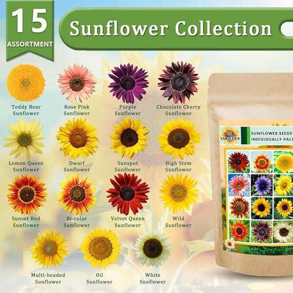 1000+ Sunflower Seeds for Planting Heirloom Non-GMO, Bulk Package of 15 Varieties Mix Seeds, Individually Packaged, Attracts Pollinators (Helianthus annuus) - Image 2