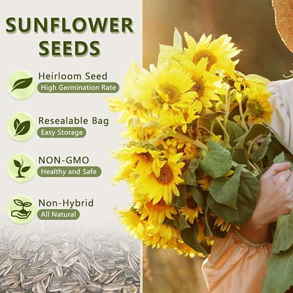 1000+ Sunflower Seeds for Planting Heirloom Non-GMO, Bulk Package of 15 Varieties Mix Seeds, Individually Packaged, Attracts Pollinators (Helianthus annuus) - Image 3