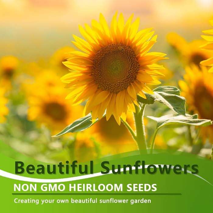 1000+ Sunflower Seeds for Planting Heirloom Non-GMO, Bulk Package of 15 Varieties Mix Seeds, Individually Packaged, Attracts Pollinators (Helianthus annuus) - Image 4
