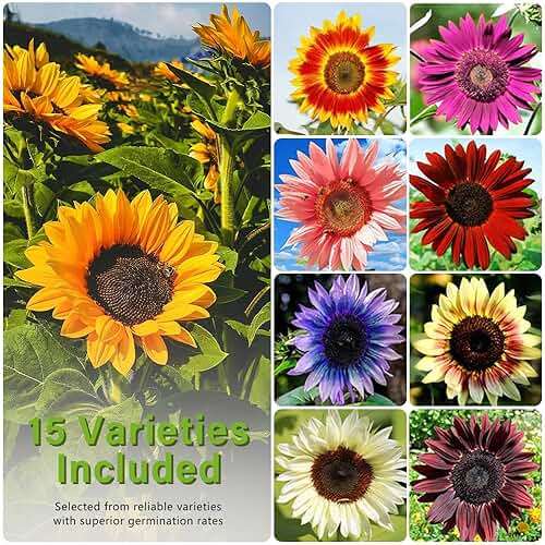 1000+ Sunflower Seeds for Planting Heirloom Non-GMO, Bulk Package of 15 Varieties Mix Seeds, Individually Packaged, Attracts Pollinators (Helianthus annuus) - Image 5