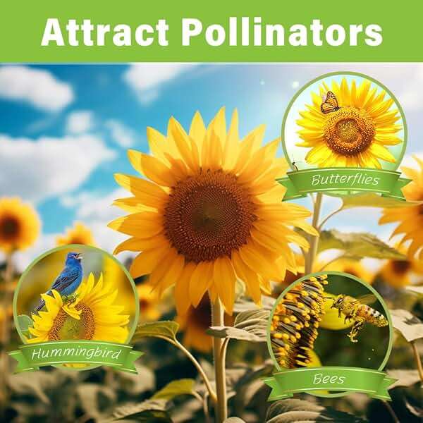 1000+ Sunflower Seeds for Planting Heirloom Non-GMO, Bulk Package of 15 Varieties Mix Seeds, Individually Packaged, Attracts Pollinators (Helianthus annuus) - Image 7