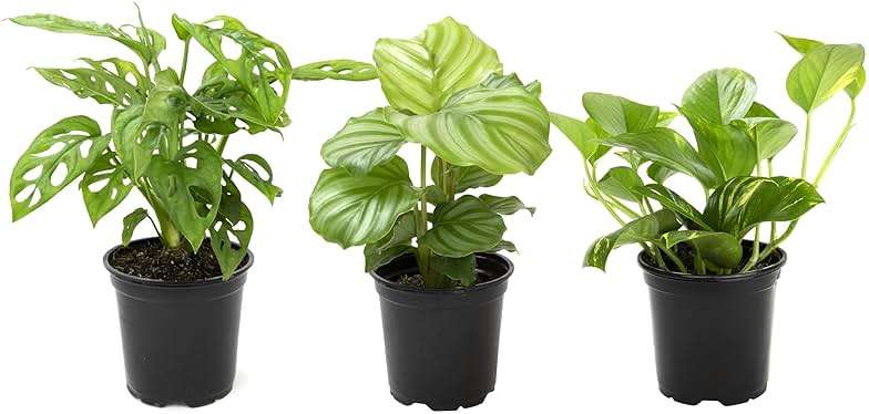 Altman Plants Deluxe Houseplants (3 Pack), Assorted Popular Live Indoor Plant Varieties, Easy Plant Care, 4.25 in Pots - Image 1