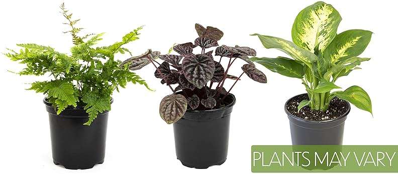 Altman Plants Deluxe Houseplants (3 Pack), Assorted Popular Live Indoor Plant Varieties, Easy Plant Care, 4.25 in Pots - Image 11