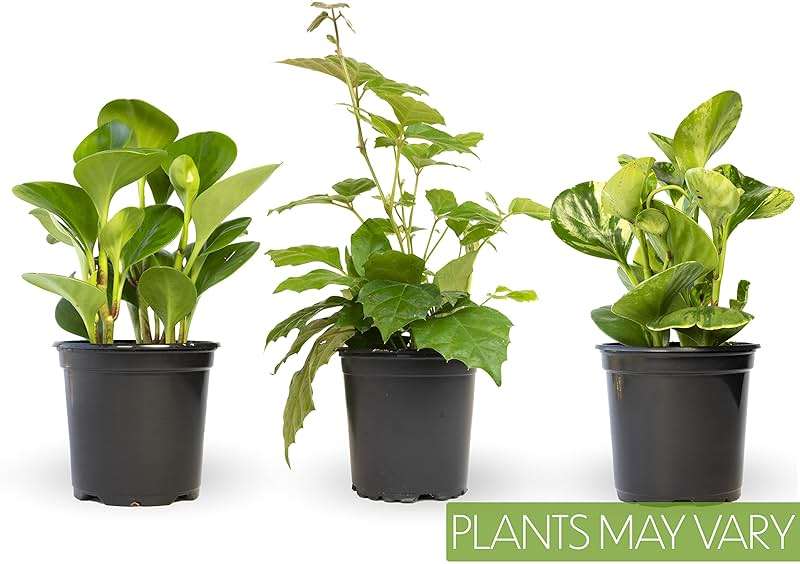 Altman Plants Deluxe Houseplants (3 Pack), Assorted Popular Live Indoor Plant Varieties, Easy Plant Care, 4.25 in Pots - Image 13