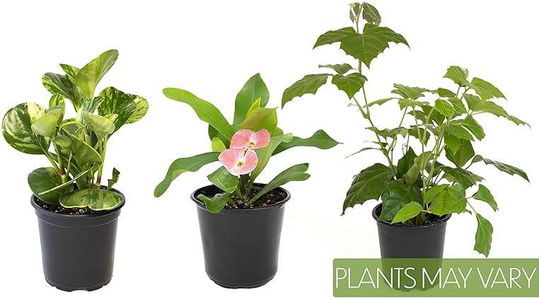 Altman Plants Deluxe Houseplants (3 Pack), Assorted Popular Live Indoor Plant Varieties, Easy Plant Care, 4.25 in Pots - Image 3