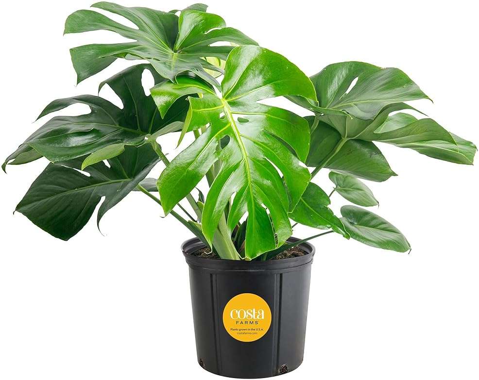 Costa Farms Monstera, Swiss Cheese Live Plant in Plastic Pot, Large Indoor Houseplant, Perfect for Home, Room, or Office Decor, House Warming or Birthday Gift, 2-3 Feet Tall - Image 1