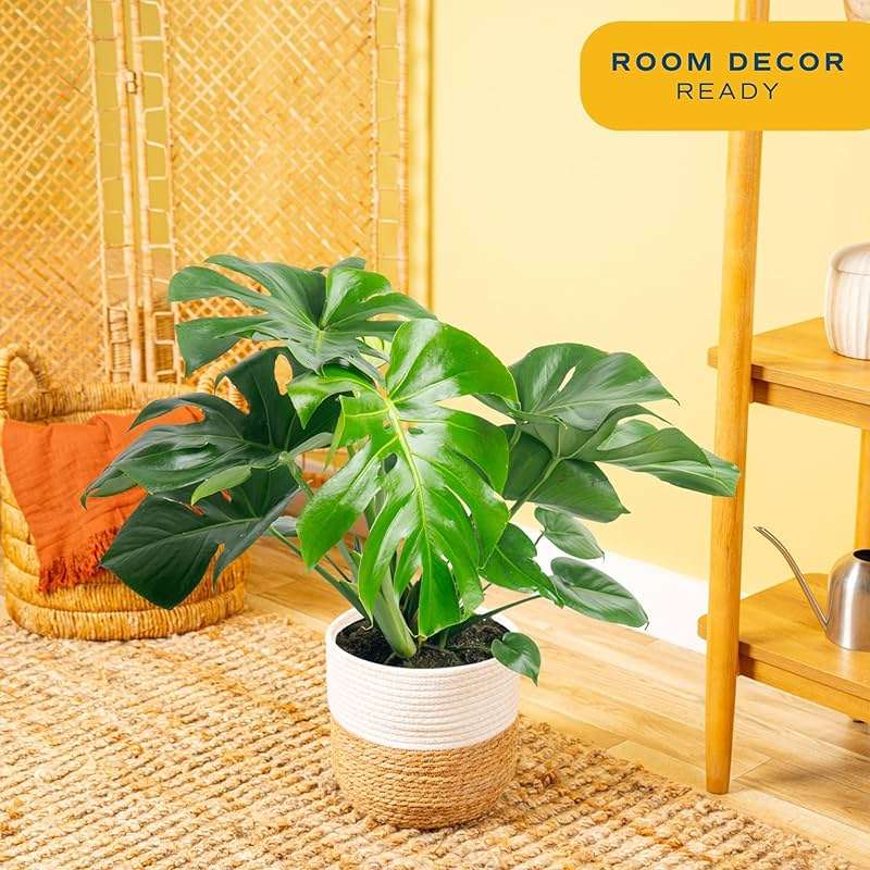 Costa Farms Monstera, Swiss Cheese Live Plant in Plastic Pot, Large Indoor Houseplant, Perfect for Home, Room, or Office Decor, House Warming or Birthday Gift, 2-3 Feet Tall - Image 2