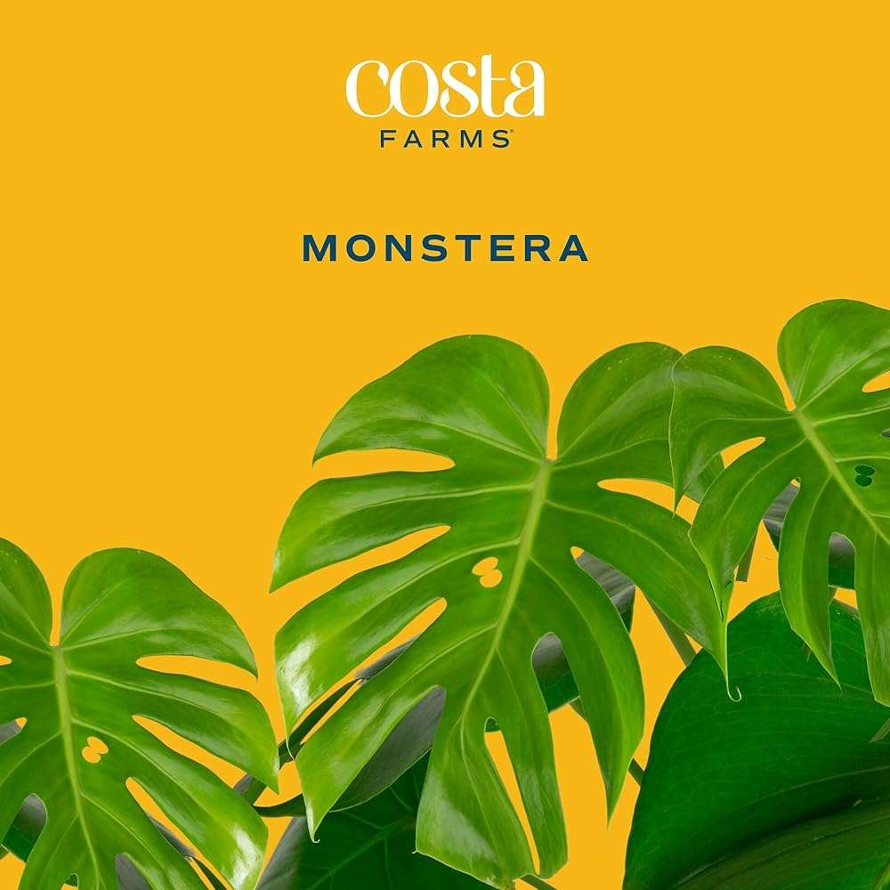 Costa Farms Monstera, Swiss Cheese Live Plant in Plastic Pot, Large Indoor Houseplant, Perfect for Home, Room, or Office Decor, House Warming or Birthday Gift, 2-3 Feet Tall - Image 3