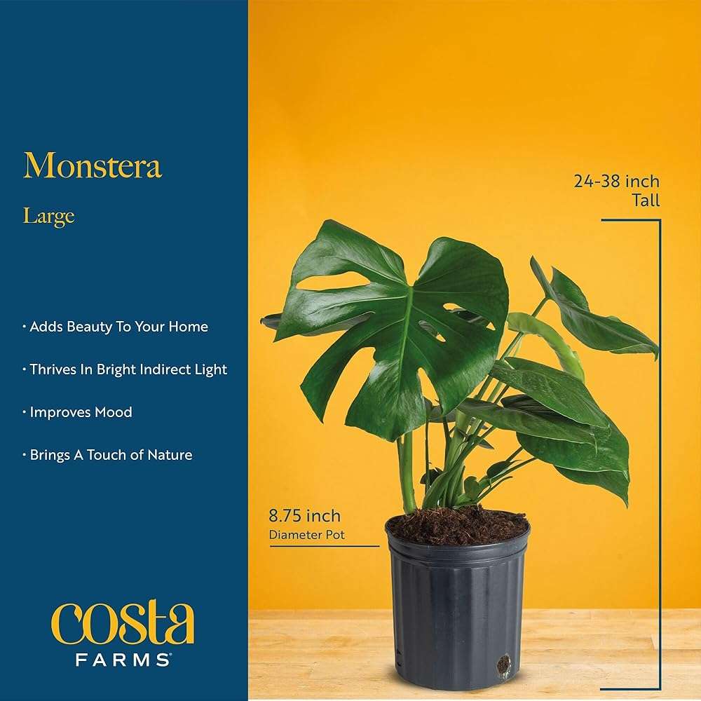 Costa Farms Monstera, Swiss Cheese Live Plant in Plastic Pot, Large Indoor Houseplant, Perfect for Home, Room, or Office Decor, House Warming or Birthday Gift, 2-3 Feet Tall - Image 4