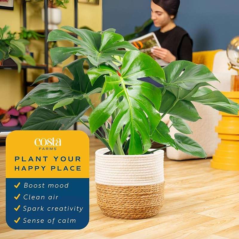 Costa Farms Monstera, Swiss Cheese Live Plant in Plastic Pot, Large Indoor Houseplant, Perfect for Home, Room, or Office Decor, House Warming or Birthday Gift, 2-3 Feet Tall - Image 5