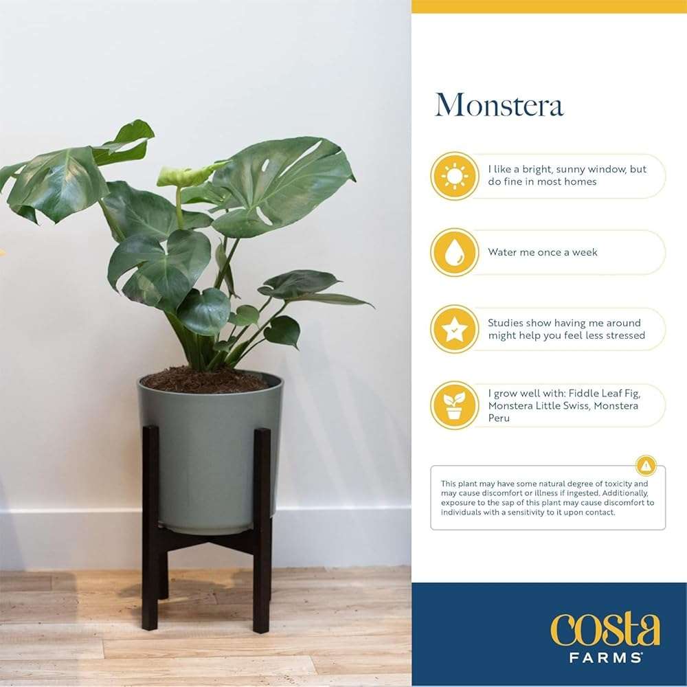 Costa Farms Monstera, Swiss Cheese Live Plant in Plastic Pot, Large Indoor Houseplant, Perfect for Home, Room, or Office Decor, House Warming or Birthday Gift, 2-3 Feet Tall - Image 6