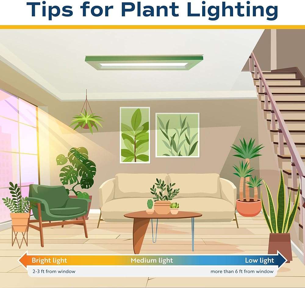 Costa Farms Monstera, Swiss Cheese Live Plant in Plastic Pot, Large Indoor Houseplant, Perfect for Home, Room, or Office Decor, House Warming or Birthday Gift, 2-3 Feet Tall - Image 9