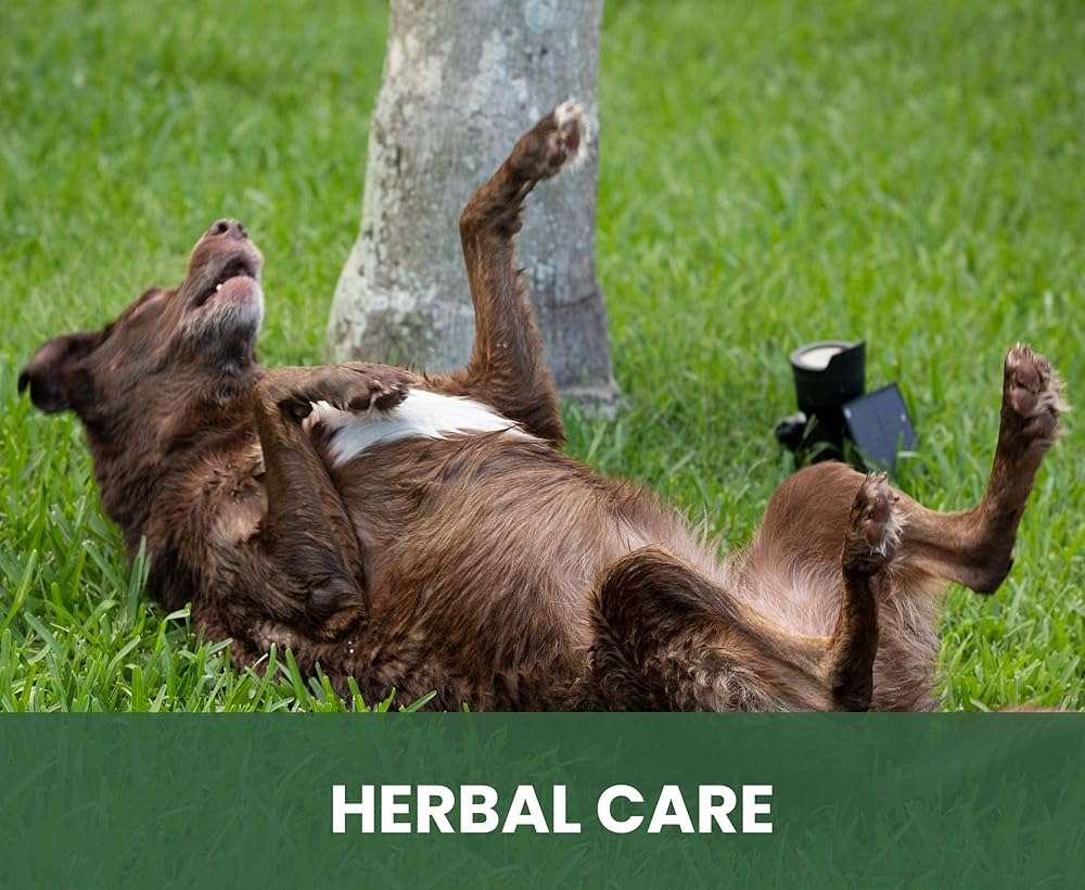 Gou Gou Pets Holistic Natural Anti-Fungal Shampoo for Dogs, Cats & Horses: Veterinarian Recommended: Relieve Itching & Flaking Skin Caused By Fungal Infections & Skin Conditions - Made in USA - 16 oz - Image 5