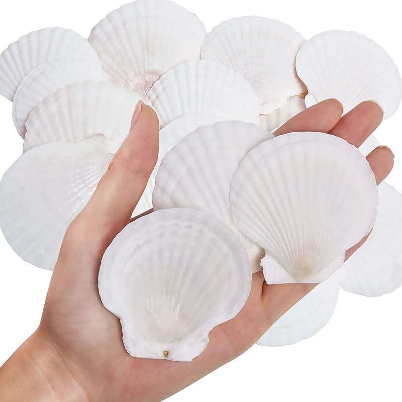 WeDoSoy 30PCS Natural Scallop Shells White Sea Shells for Decorating from Sea Beach Real Seashells for DIY Craft Painting Ocean Themed Party Wedding 2''-3'' - Image 1