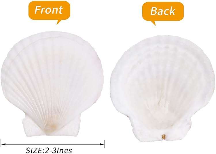 WeDoSoy 30PCS Natural Scallop Shells White Sea Shells for Decorating from Sea Beach Real Seashells for DIY Craft Painting Ocean Themed Party Wedding 2''-3'' - Image 2