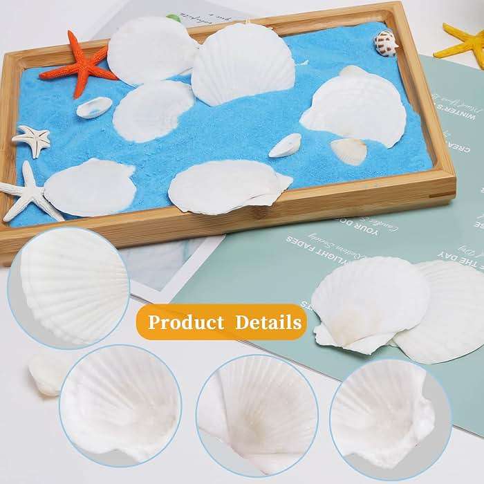 WeDoSoy 30PCS Natural Scallop Shells White Sea Shells for Decorating from Sea Beach Real Seashells for DIY Craft Painting Ocean Themed Party Wedding 2''-3'' - Image 3