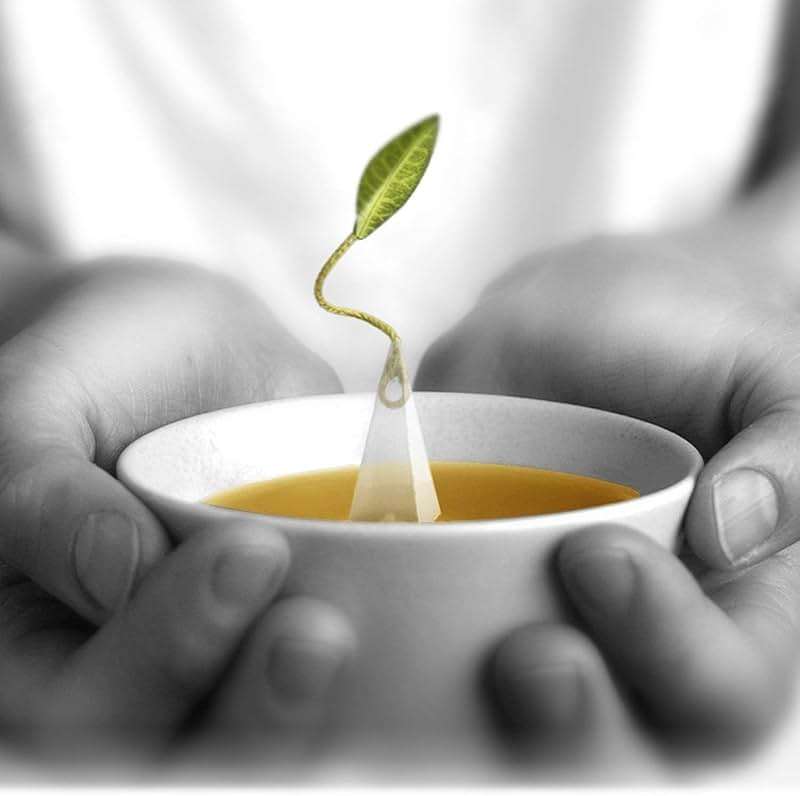 Tea Forte White Ginger Pear Premium Organic Caffeinated White Tea Blend Event Box, Bulk Pack 40 Count, 10 per tray Individually Wrapped Handcrafted Pyramid Infusers - Image 6