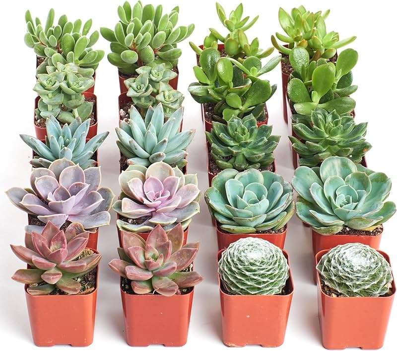 Shop Succulents Assorted Succulent Plant Pack Bulk Collection - Live Mini Succulent Plants, Low Maintenance, Mixture of Colors & Textures - Wedding and Party Favors, Gift & Garden, Pack of 20 - Image 1