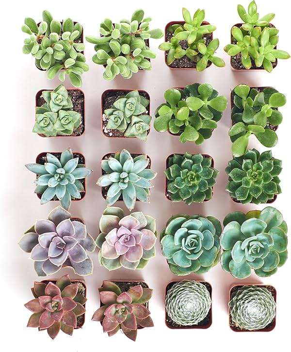 Shop Succulents Assorted Succulent Plant Pack Bulk Collection - Live Mini Succulent Plants, Low Maintenance, Mixture of Colors & Textures - Wedding and Party Favors, Gift & Garden, Pack of 20 - Image 3