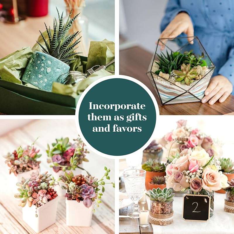 Shop Succulents Assorted Succulent Plant Pack Bulk Collection - Live Mini Succulent Plants, Low Maintenance, Mixture of Colors & Textures - Wedding and Party Favors, Gift & Garden, Pack of 20 - Image 5