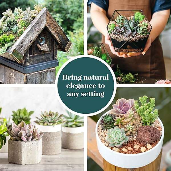 Shop Succulents Assorted Succulent Plant Pack Bulk Collection - Live Mini Succulent Plants, Low Maintenance, Mixture of Colors & Textures - Wedding and Party Favors, Gift & Garden, Pack of 20 - Image 6