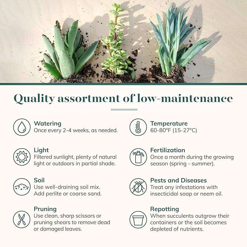 Shop Succulents Assorted Succulent Plant Pack Bulk Collection - Live Mini Succulent Plants, Low Maintenance, Mixture of Colors & Textures - Wedding and Party Favors, Gift & Garden, Pack of 20 - Image 7