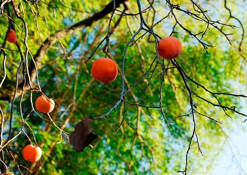 American Persimmon Seeds for Planting Outdoors | Non GMO Heirloom Fruit Seeds (30 Seeds) - Image 2