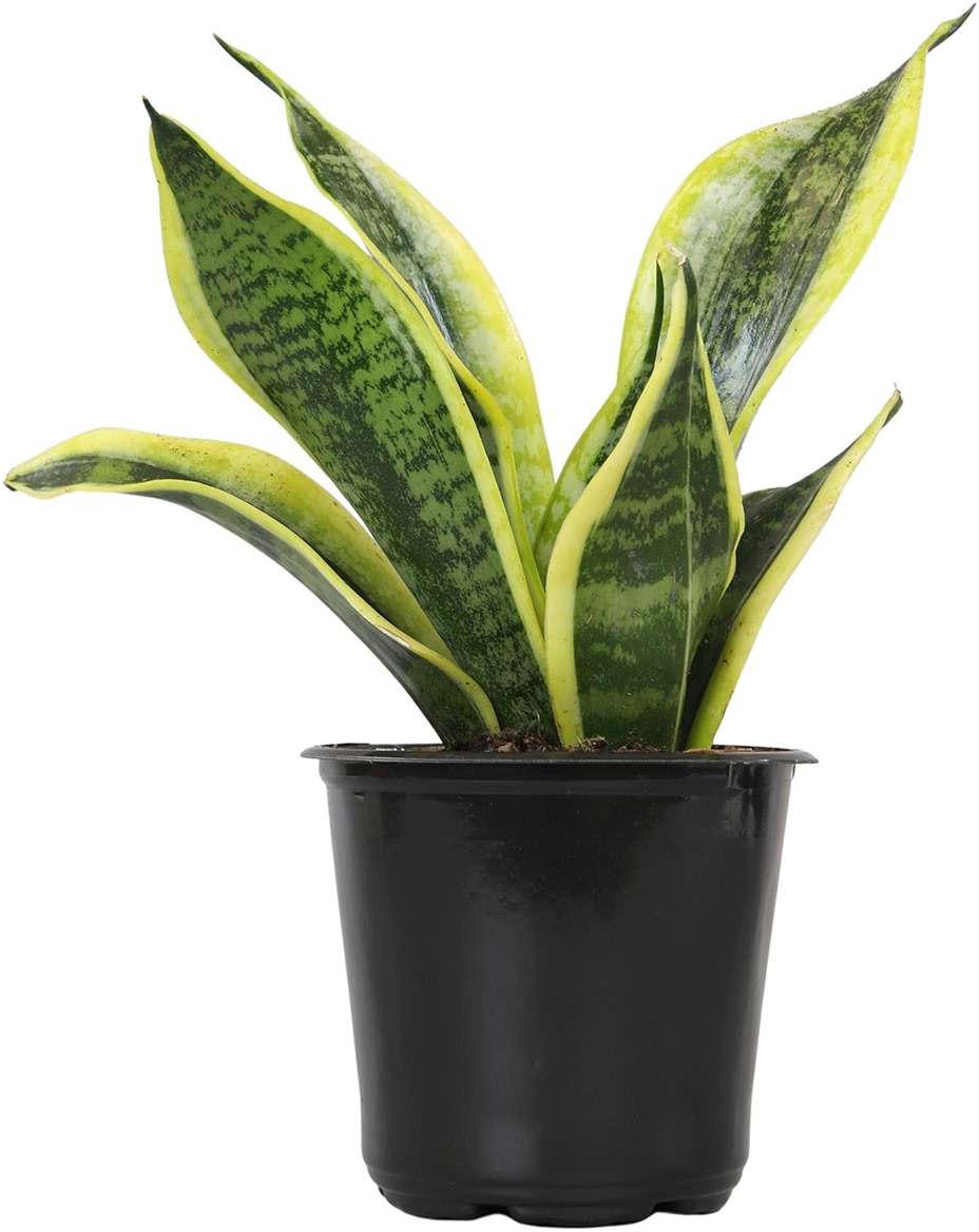 Altman Plants Live Snake Plant (Superba), Approx. 13" Tall, Virtually Indestructible, Easy Succulent Houseplant, 4 in Pot - Image 1