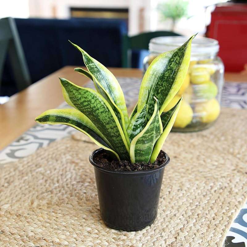 Altman Plants Live Snake Plant (Superba), Approx. 13" Tall, Virtually Indestructible, Easy Succulent Houseplant, 4 in Pot - Image 2