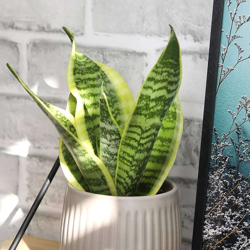 Altman Plants Live Snake Plant (Superba), Approx. 13" Tall, Virtually Indestructible, Easy Succulent Houseplant, 4 in Pot - Image 3