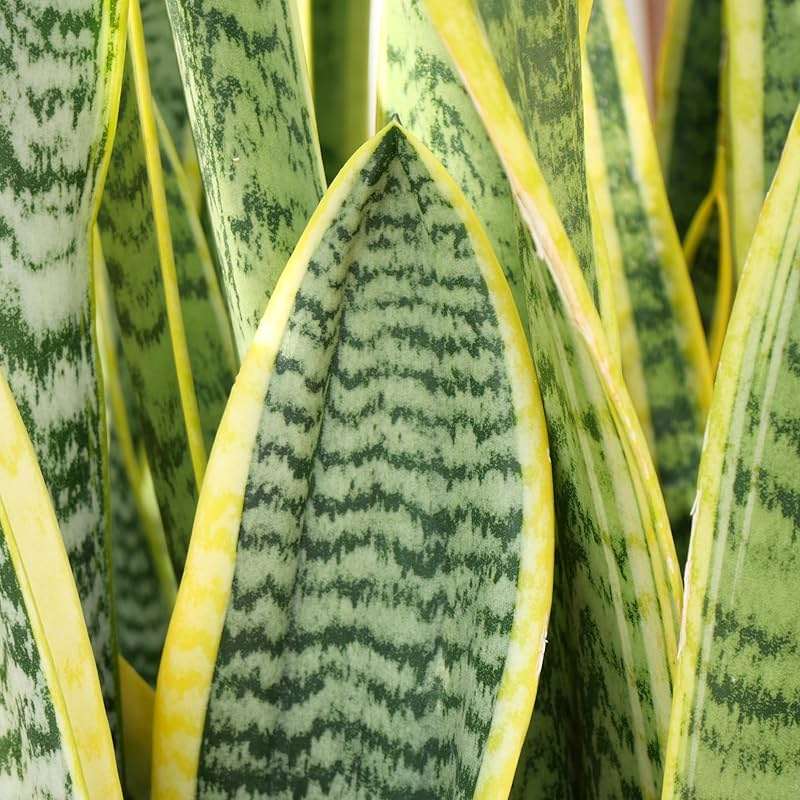 Altman Plants Live Snake Plant (Superba), Approx. 13" Tall, Virtually Indestructible, Easy Succulent Houseplant, 4 in Pot - Image 4