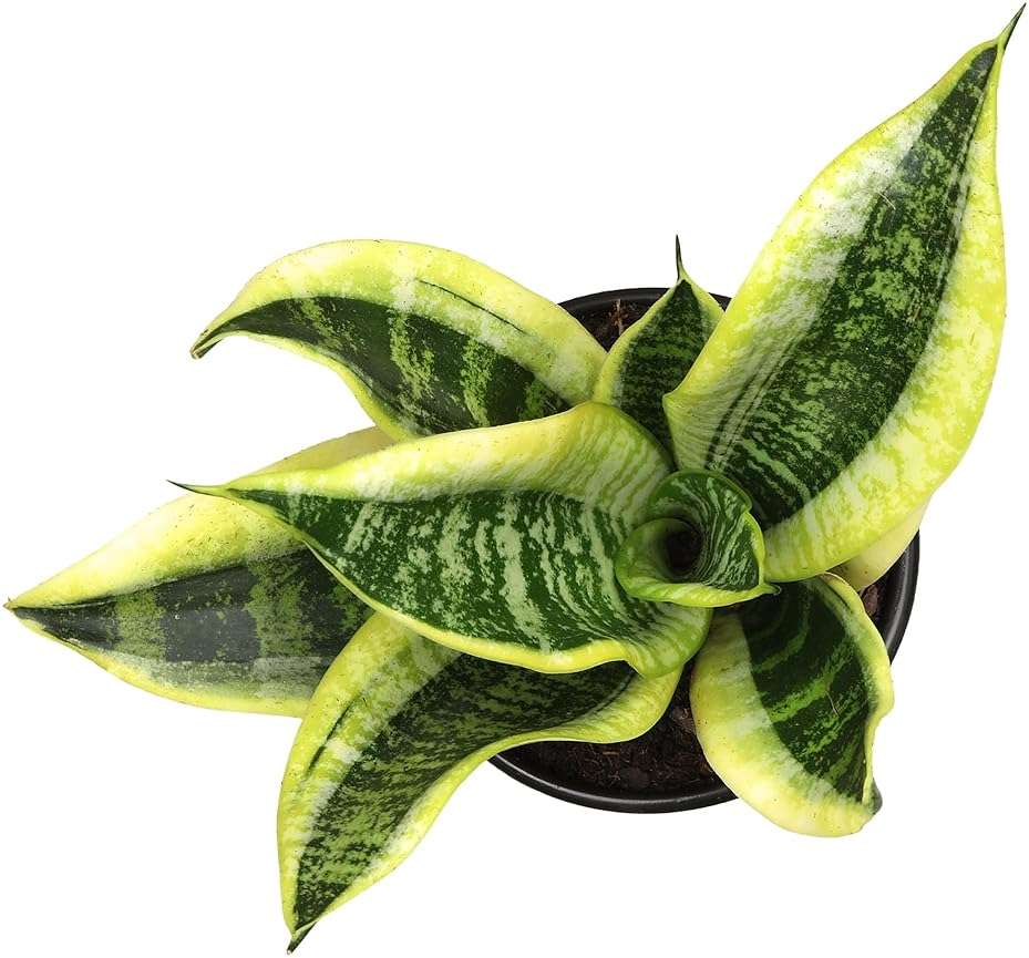 Altman Plants Live Snake Plant (Superba), Approx. 13" Tall, Virtually Indestructible, Easy Succulent Houseplant, 4 in Pot - Image 6
