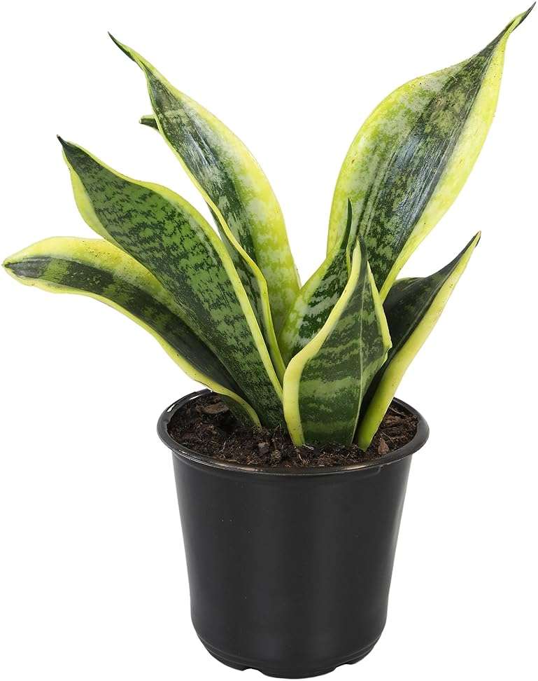 Altman Plants Live Snake Plant (Superba), Approx. 13" Tall, Virtually Indestructible, Easy Succulent Houseplant, 4 in Pot - Image 8
