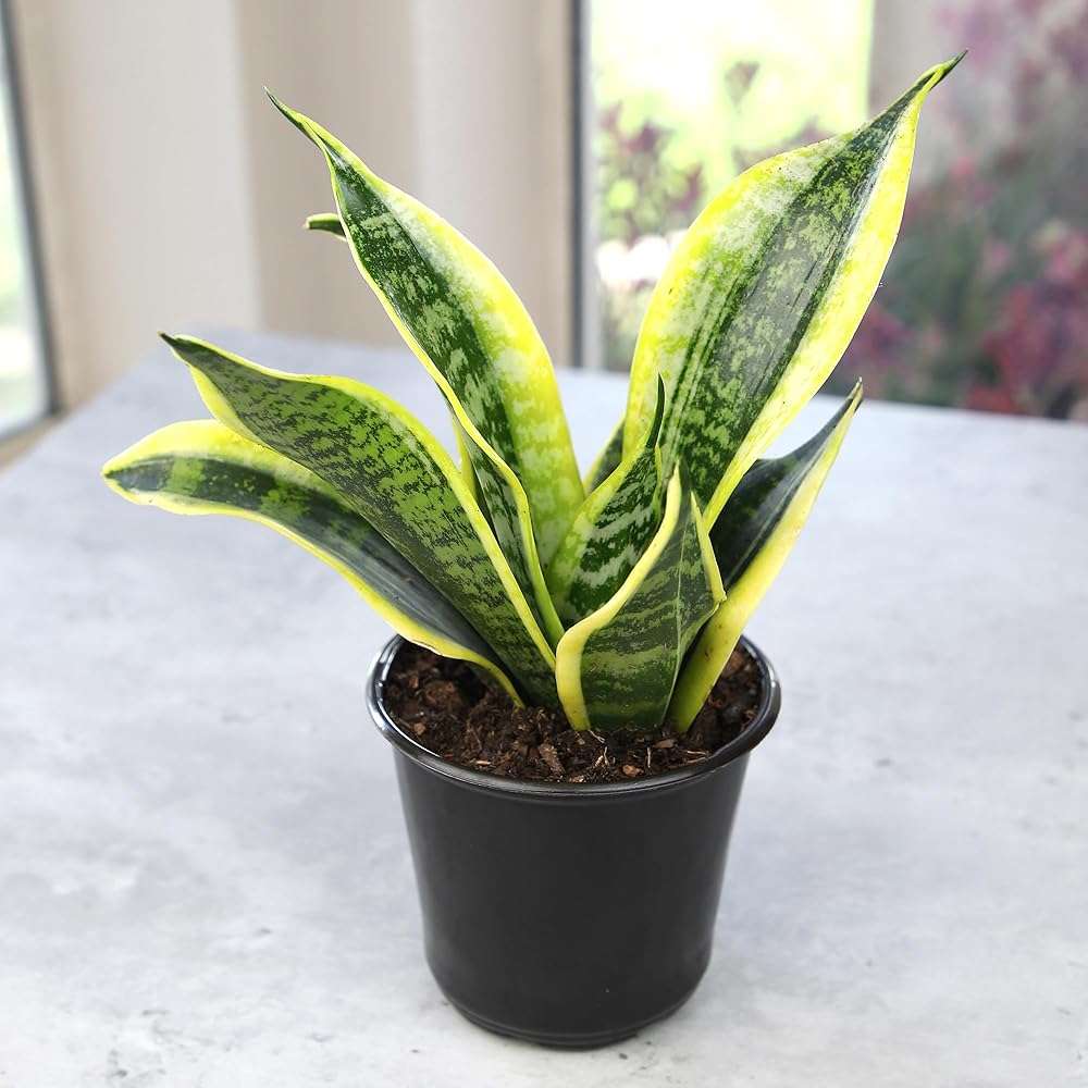Altman Plants Live Snake Plant (Superba), Approx. 13" Tall, Virtually Indestructible, Easy Succulent Houseplant, 4 in Pot - Image 9