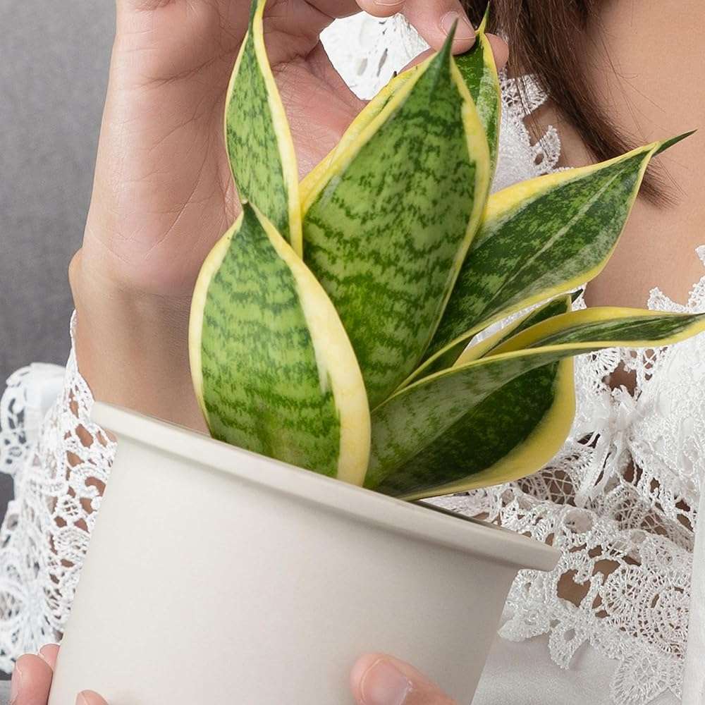 Altman Plants Live Snake Plant (Superba), Approx. 13" Tall, Virtually Indestructible, Easy Succulent Houseplant, 4 in Pot - Image 10